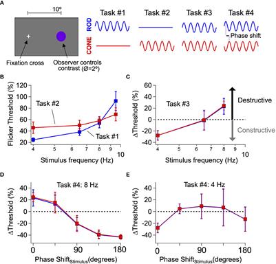 Rod-cone signal interference in the retina shapes perception in primates